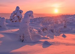 Zima, Zaspy, Ośnieżone, Drzewa, Zachód słońca, Zatoka Kandałaksza, Półwysep Kolski, Rosja
