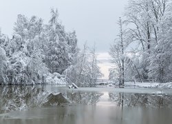 Zaśnieżone drzewa nad zamarzającą rzeką