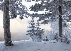 Zaśnieżone drzewa nad zamgloną rzeką