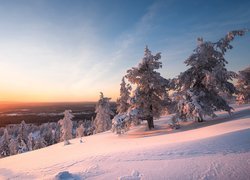 Zima, Drzewa, Zachód słońca, Park Narodowy Riisitunturi, Laponia, Finlandia
