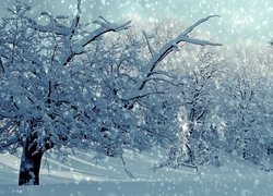 Zima, Drzewa, Padający, Śnieg