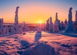 Finlandia, Laponia, Gmina Posio, Park Narodowy Riisitunturi, Zima, Ośnieżone, Drzewa, Zachód słońca