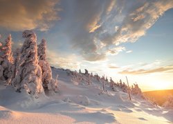 Zasypane śniegiem drzewa na zboczu wzgórza w słonecznym blasku