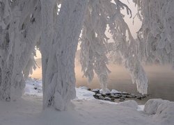 Ośnieżone, Drzewa, Zima, Jezioro, Kamienie, Mgła