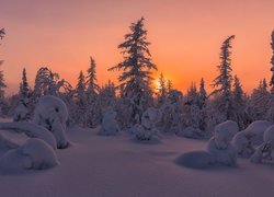 Zasypane śniegiem drzewa w lesie o zachodzie słońca