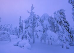 Zasypane śniegiem drzewa w zapach