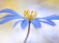 Kwiat,  Zawilec grecki