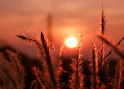 Źdźbła trawy w blasku zachodzącego słońca