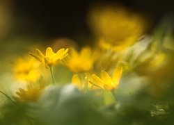 Ziarnopłon wiosenny, Żółte, Kwiaty, Zbliżenie