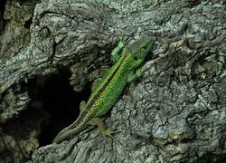 Zielona jaszczurka zwinka na drzewie