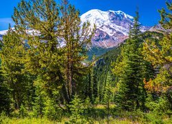 Zielone drzewa i ośnieżony stratowulkan Mount Rainier