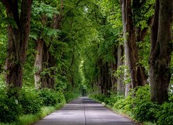 Zielone drzewa liściaste po obu stronach drogi