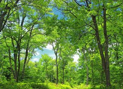 Zielone drzewa w lesie