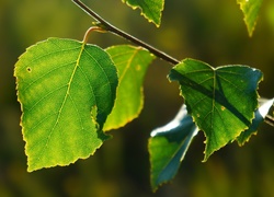 Zielone liście na gałązce w słońcu