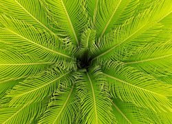 Zielone liście palmy