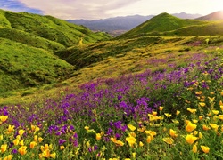 Zielone wzgórza porośnięte kwiatami