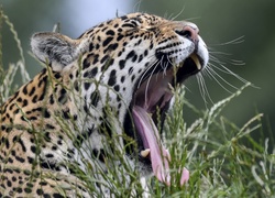 Ziewający, Jaguar, Trawa