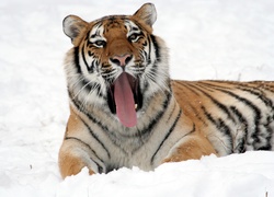 Zima, Tygrys, Śnieg