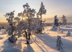 Finlandia, Laponia, Zima, Śnieg, Promienie słońca,  Drzewa