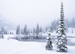 Zima w Parku Narodowym Mount Rainier