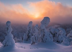 Zima w rezerwacie przyrody Valtavaara w Finlandii