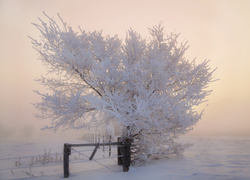 Zima, Oszronione, Drzewo, Mgła, Ogrodzenie