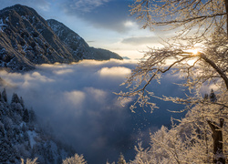 Zimowe drzewa w górach otulone mgłą o świcie