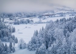 Zimowy krajobraz we mgle
