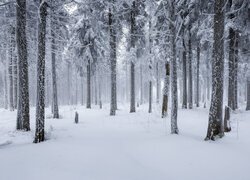 Zima, Śnieg, Las, Ośnieżony, Iglasty, Drzewa, Mgła