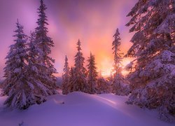 Zimowy las w blasku zachodzącego słońca