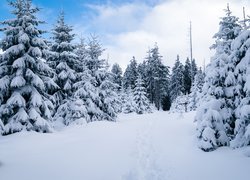 Niemcy, Park Narodowy Harzu, Zima, Las, Ośnieżone, Świerki, Chmury