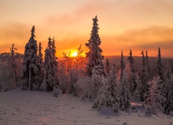 Zimowy świerkowy las w zachodzącym słońcu