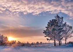Zima, Drzewa, Wschód słońca, Promienie, Chmury