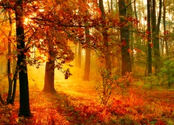 Złoto-czerwony jesienny las z porannym słońcem we mgle