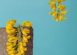 Żółte, Kwiaty, Glicynia, Murek