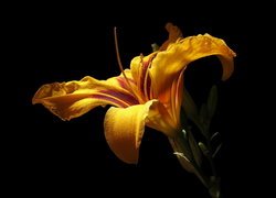 Żółta lilia z pąkami na ciemnym tle