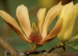 Żółta magnolia z pąkiem