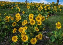 Żółte, Kwiaty, Balsamorhiza