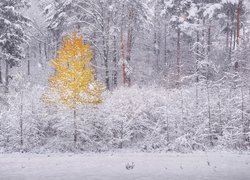 Zima, Las, Śnieg, Jesienne, Żółte, Drzewo