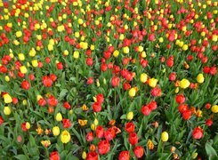 Żółte i czerwone tulipany na polu