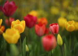 Żółte i czerwone tulipany