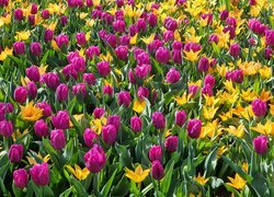 Tulipany, Żółte, Fioletowe, Kwiaty