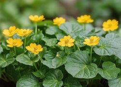 Żółty, Kaczeniec błotny, Liście