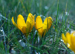 Żółte krokusy z kropelkami wody w trawie