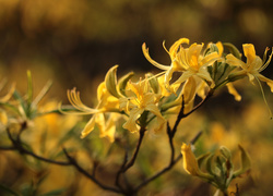 Żółte kwiaty azalii na gałązce