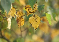Żółte liście brzozy na gałązce