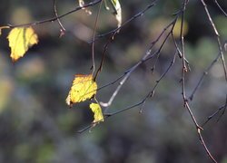 Żółte listki na gałązkach brzozy