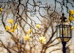 Żółte magnolie na gałązkach obok latarni