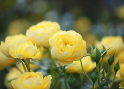 Żółte róże z pąkami