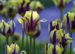 Kwiaty, Żółto-fioletowe, Tulipany, Krople